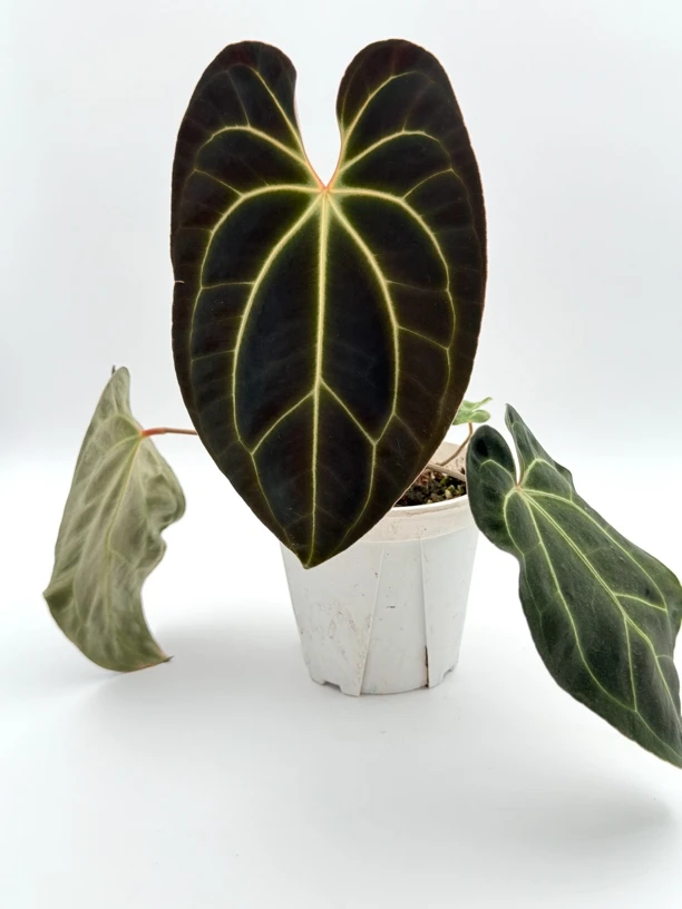 EMgarden|黑贝斯花烛进口桩子 天南星科观叶热带植物