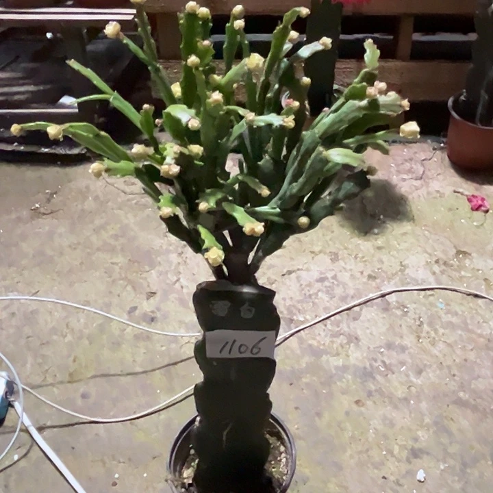 完全开放1106白色雷神