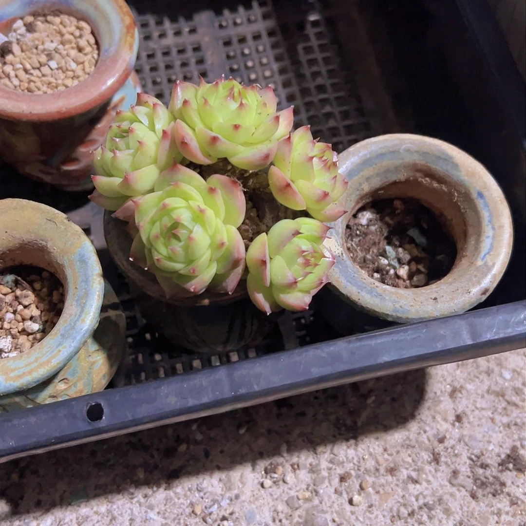 好****子边线女王珍妮，多肉植物，