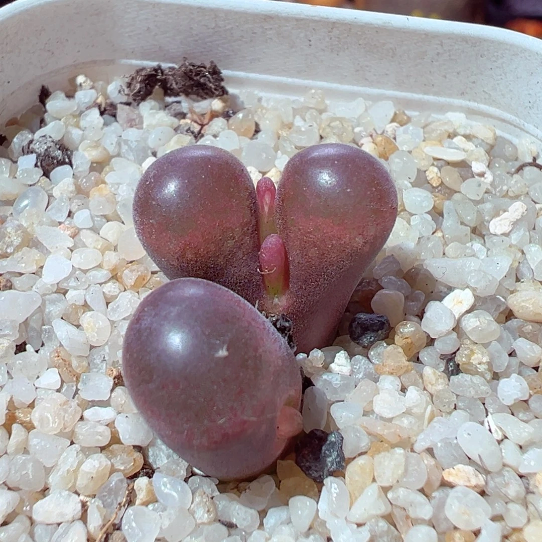 1126-523多肉多肉