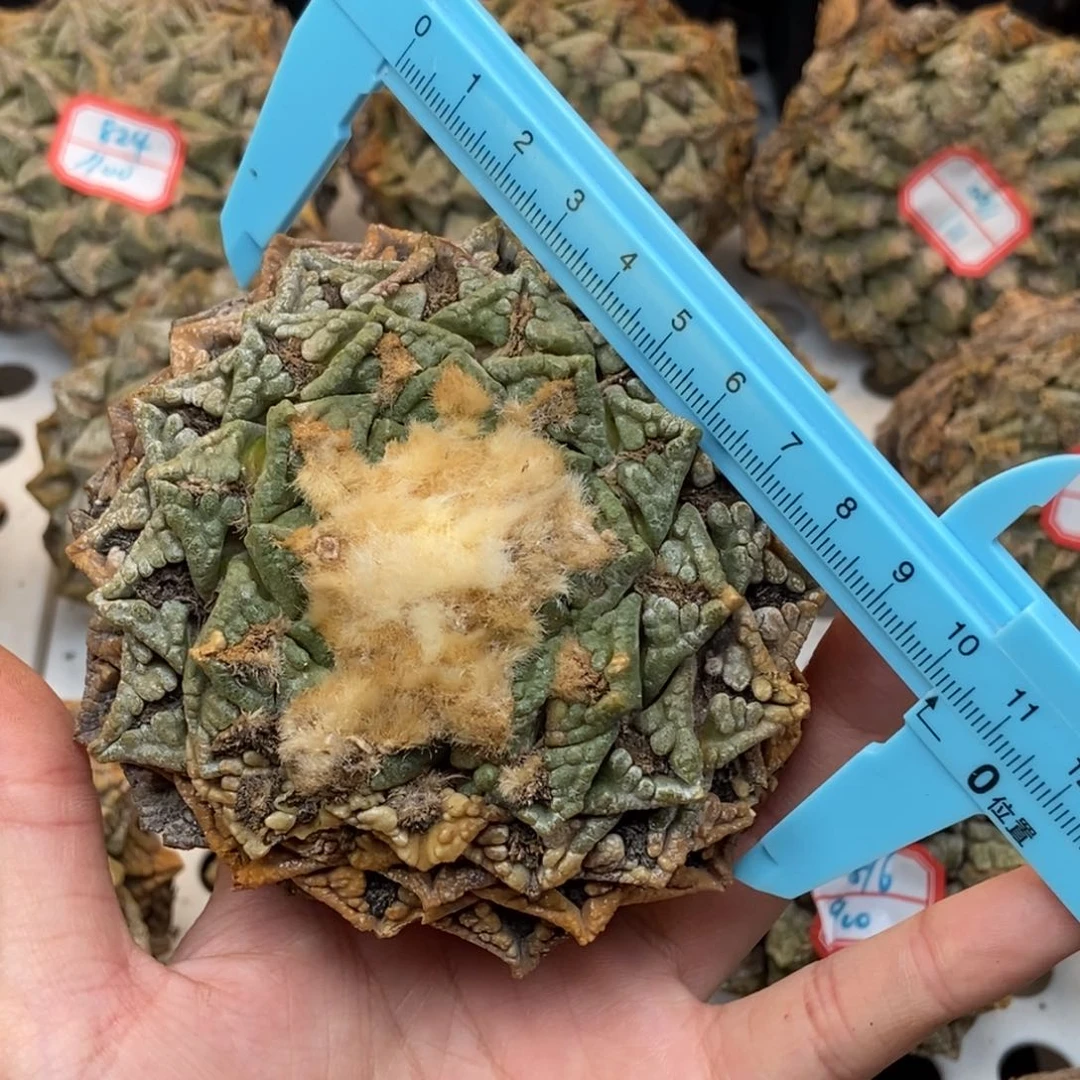 龟甲牡丹1111111111