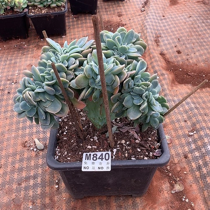 可爱玫瑰缀化变异
