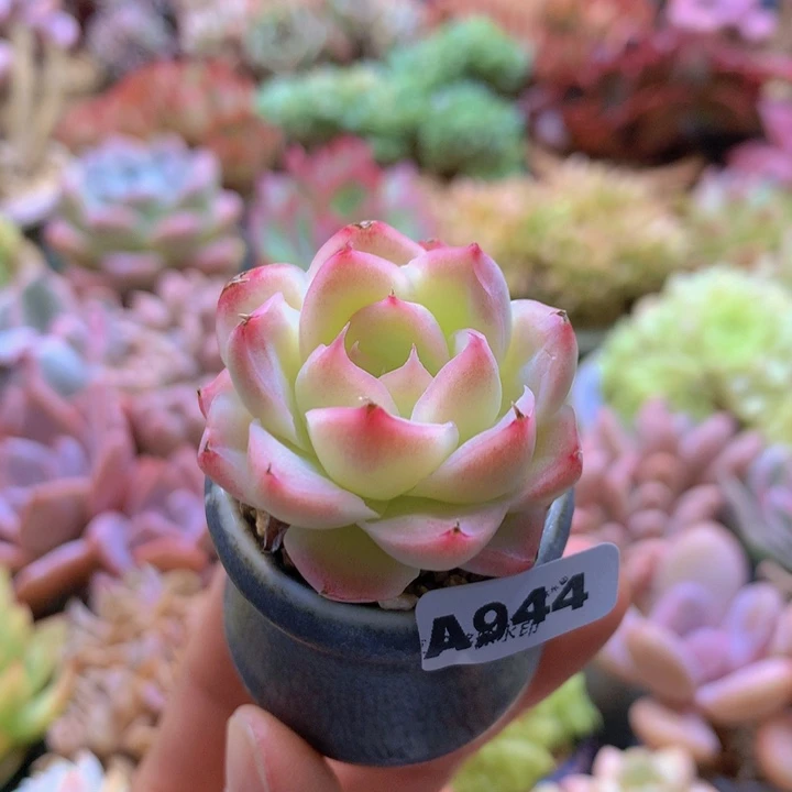 一物一拍含盆土满38包邮A944