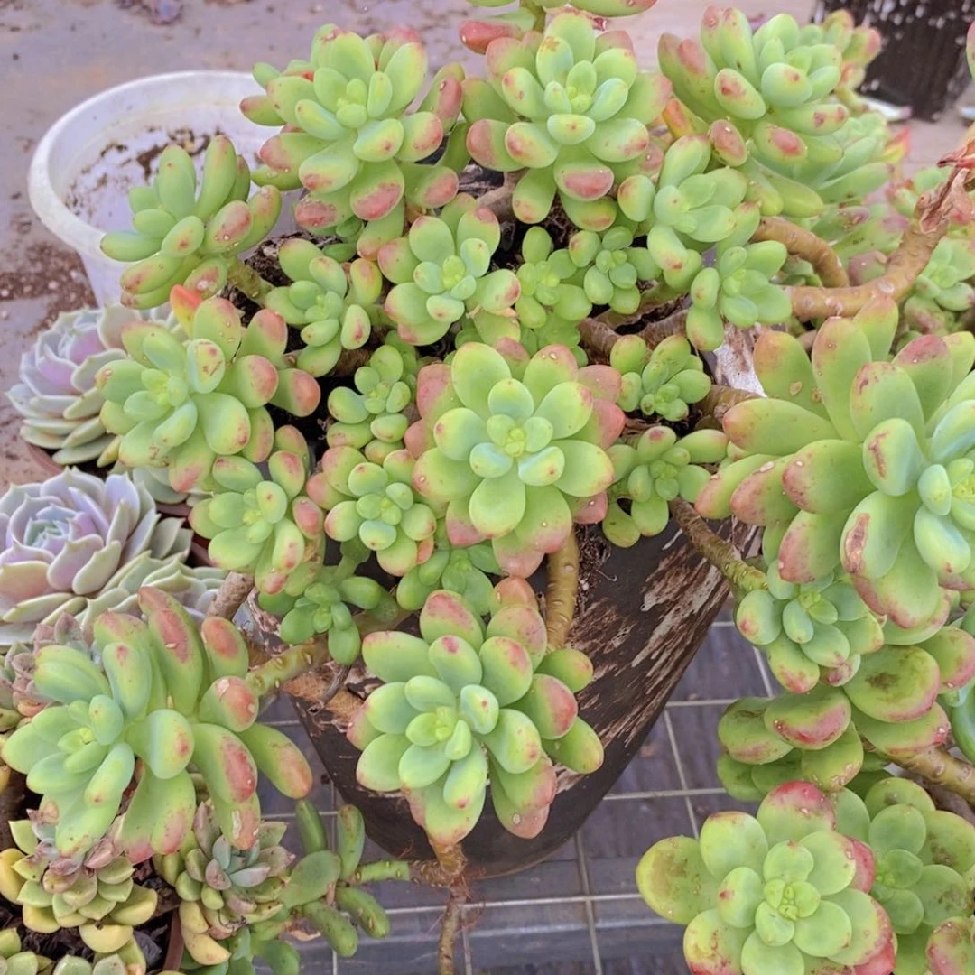 香格里拉多头大盆群生带飘枝
