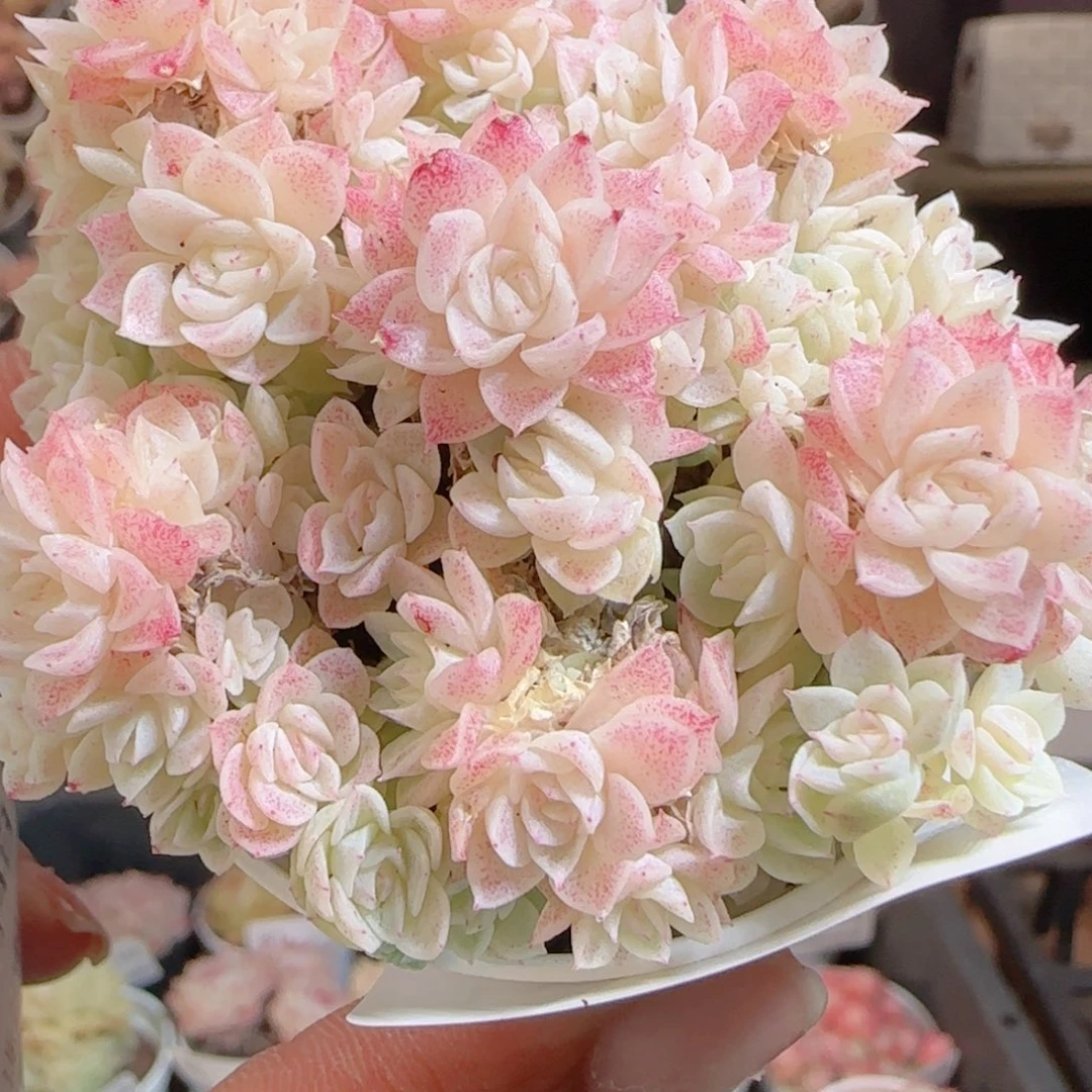 花语多肉0104-103整