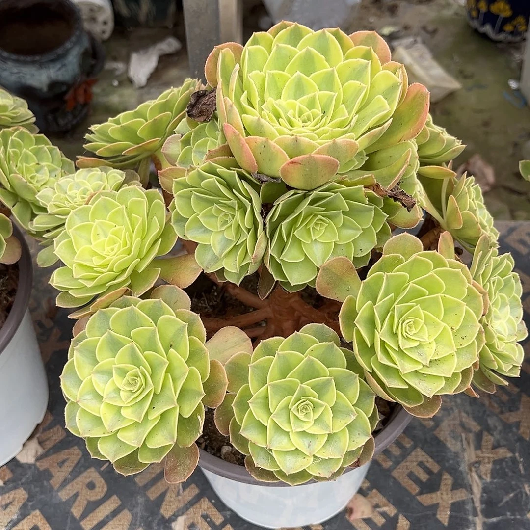 雨荷法师多肉植物漂亮