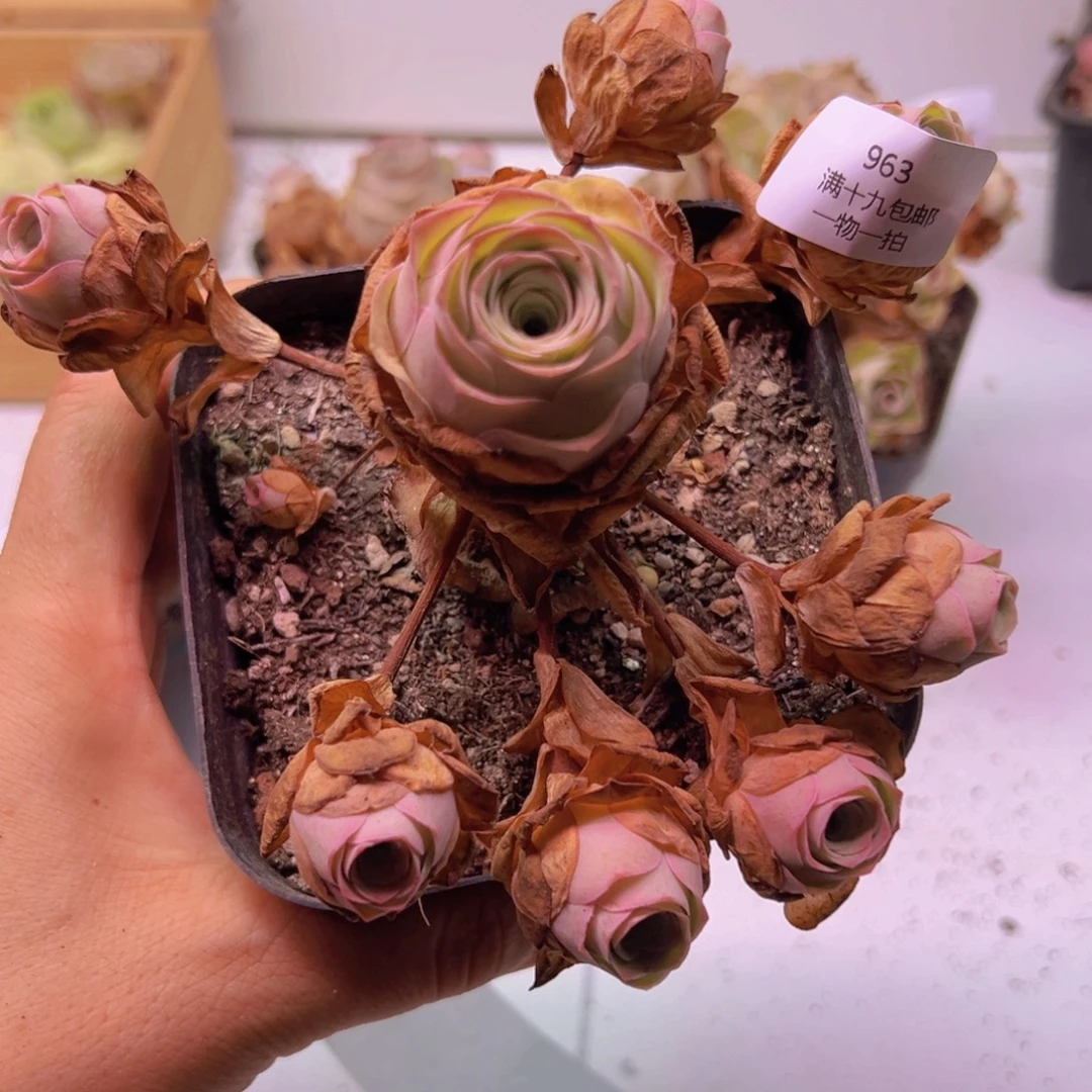 963 裸根不带土发货不包损