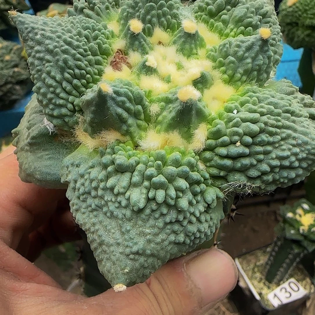 满尤怒涛912仙人球开花