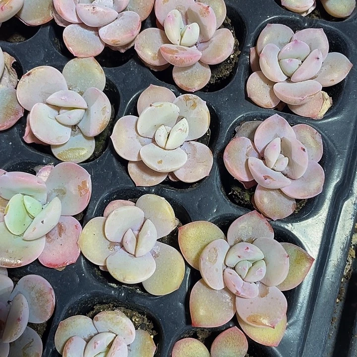 小奶茶1元带土发