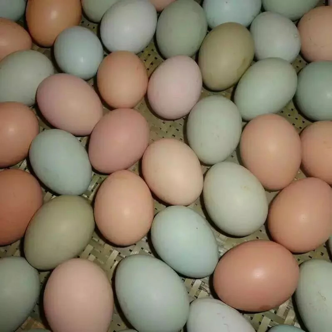 自来桥大圣无抗营养观影散养土鸡蛋与乌鸡蛋装新鲜正宗农家出品