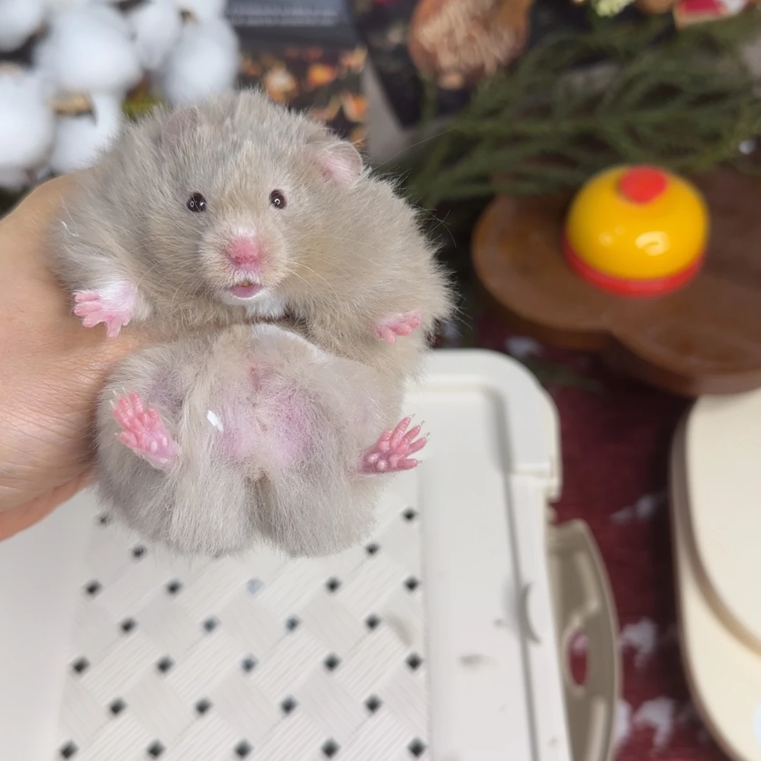 鸽灰弟弟11.8生日