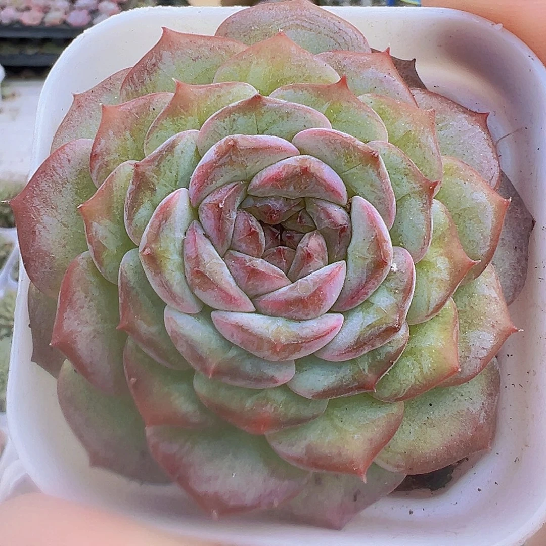 宝塔19包邮多肉植物