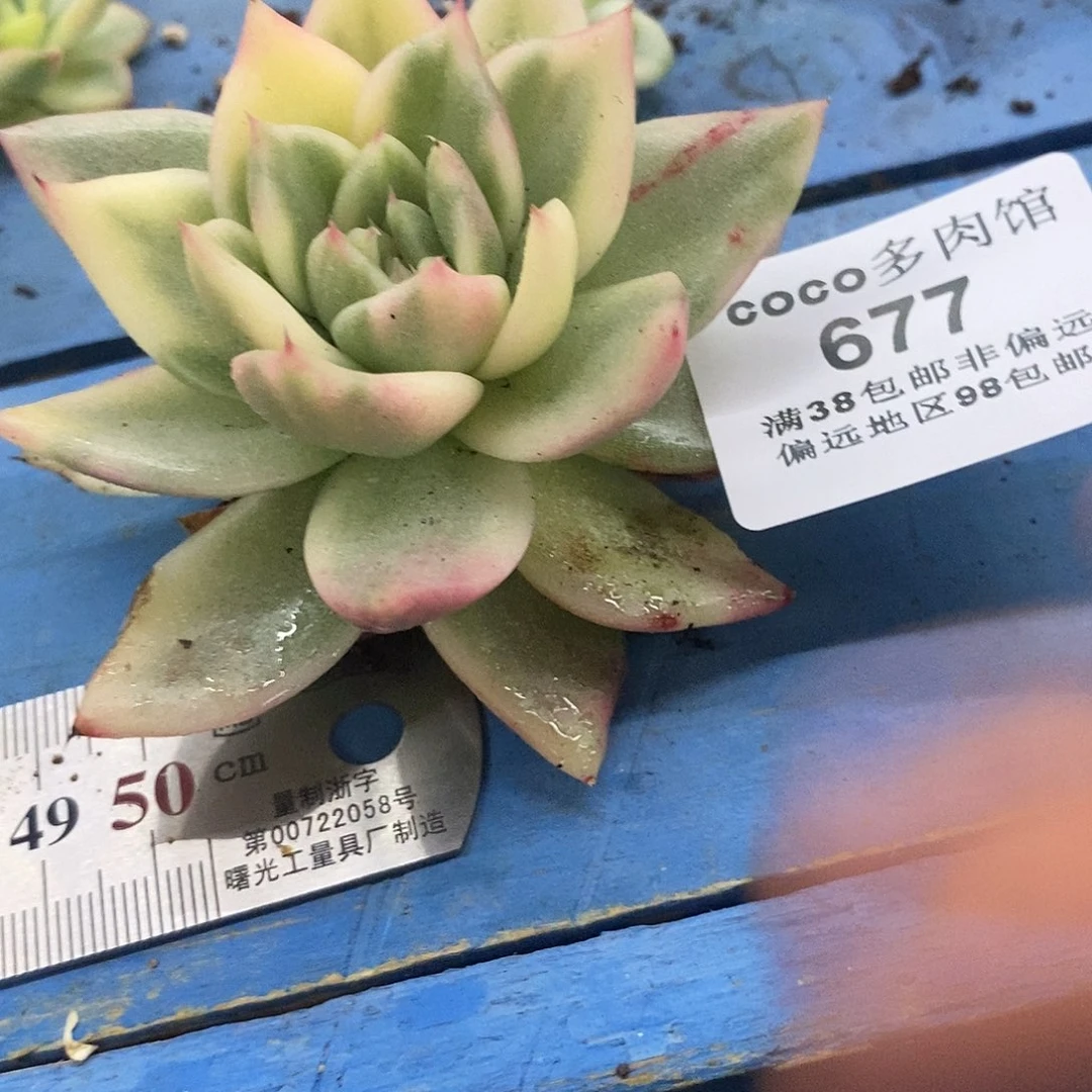 ****～677祝福玛利亚锦炸多肉
