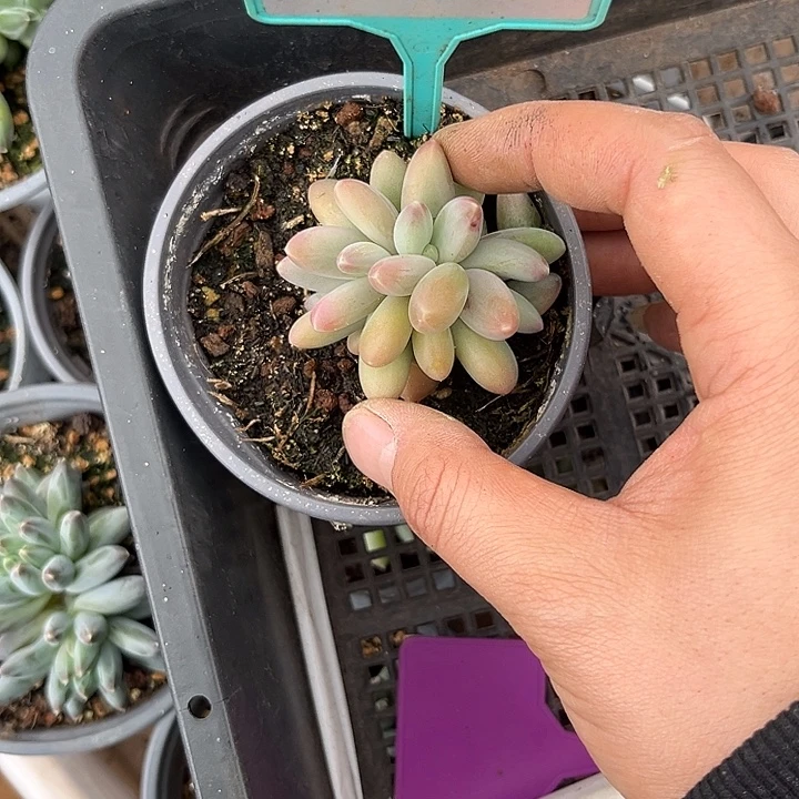 多肉植物欧若拉367