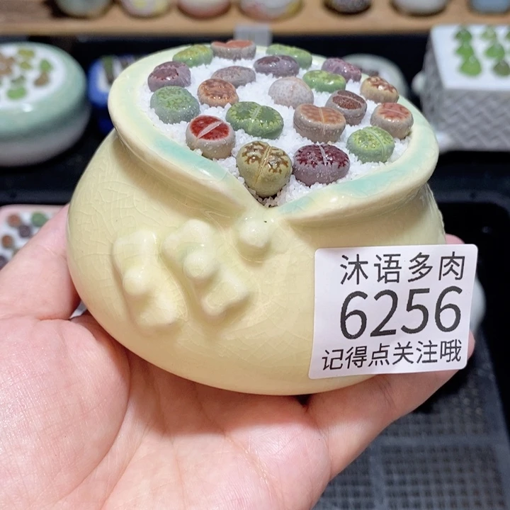 带盆土发货 精美盆栽6256