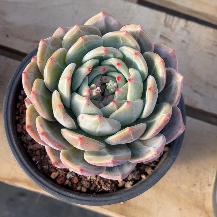 暗夜精灵 夏鸣园艺