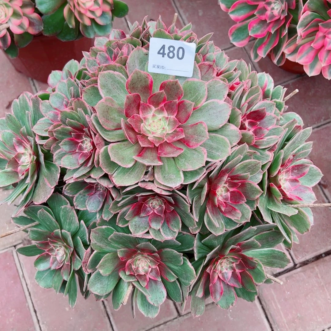 480莲花座法师多肉植物