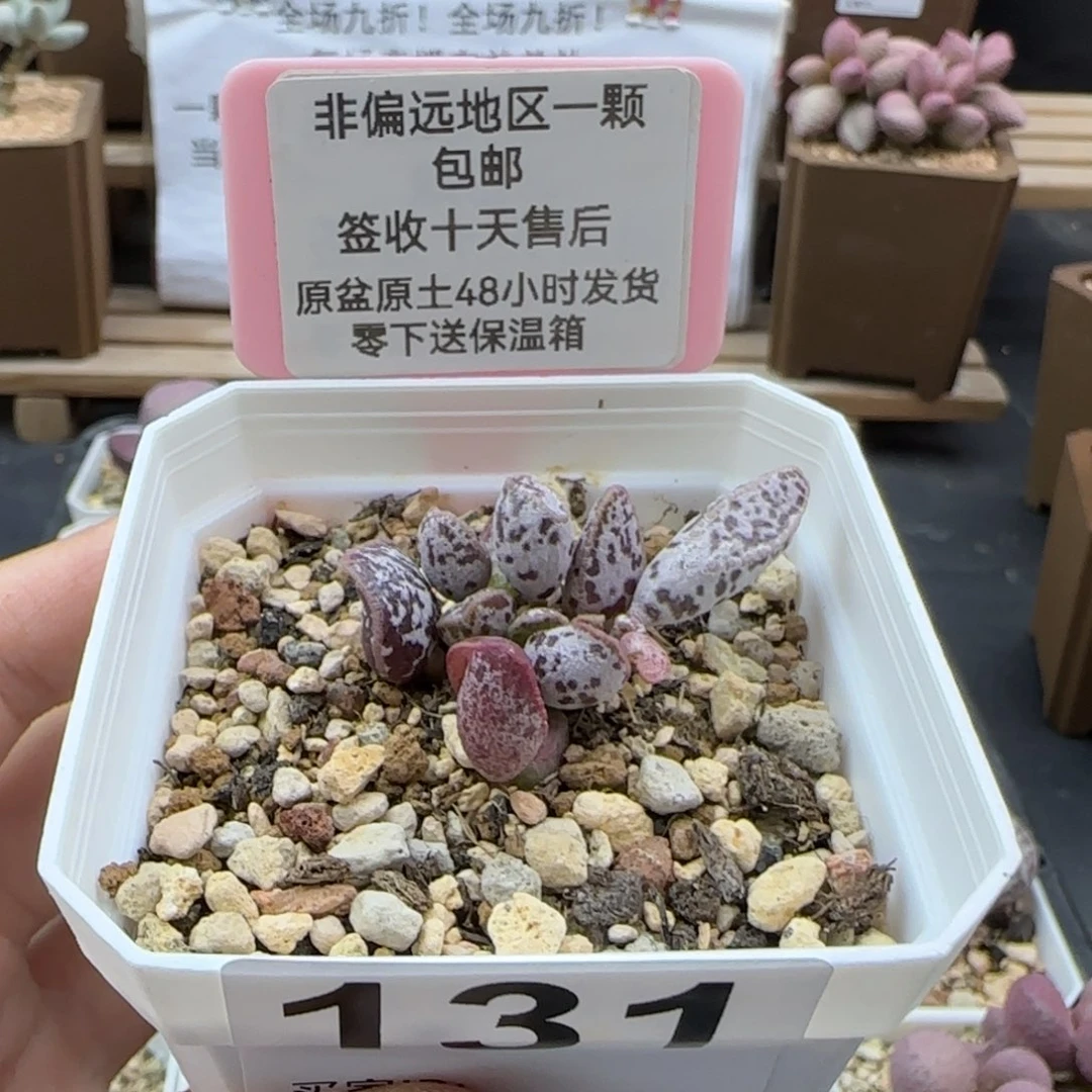 131花岗岩多肉植物