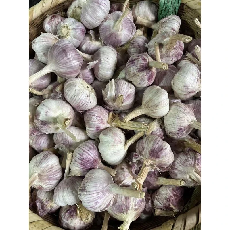 湖南红皮大蒜农家自种正宗蒜头