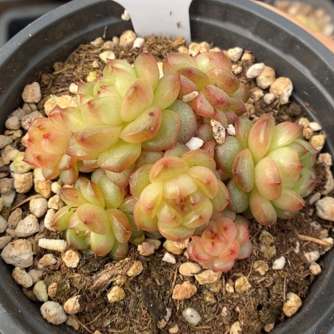 灯泡珍妮群生9705号