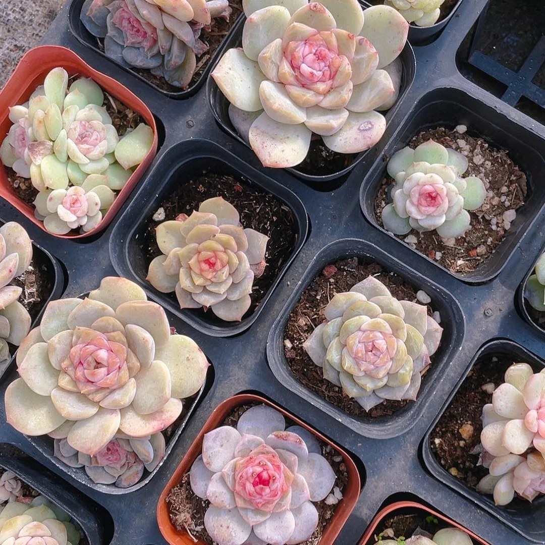 冰魄盆一个满25包邮