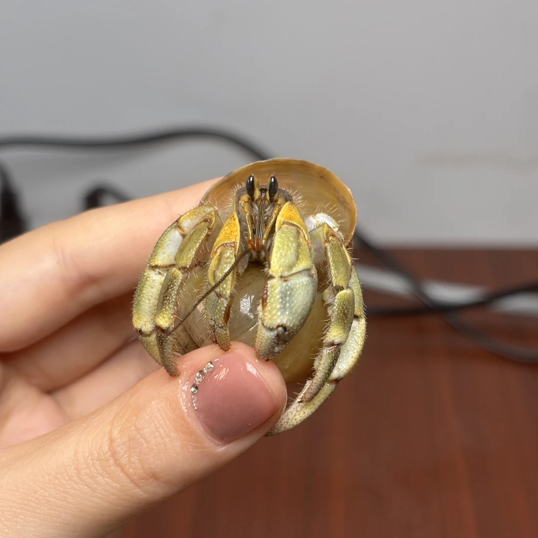 寄居蟹懒人迷你宠物新手好养活宠物蟹可爱小萌宠蟹蟹观赏蟹类包活