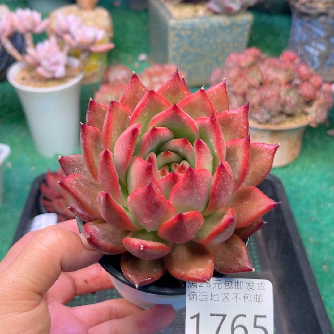 大1765；g x b z b f h b n j