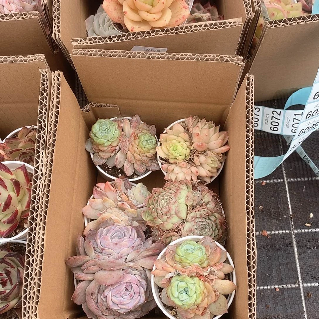 多头不重色 饱满 9.9包邮 6046