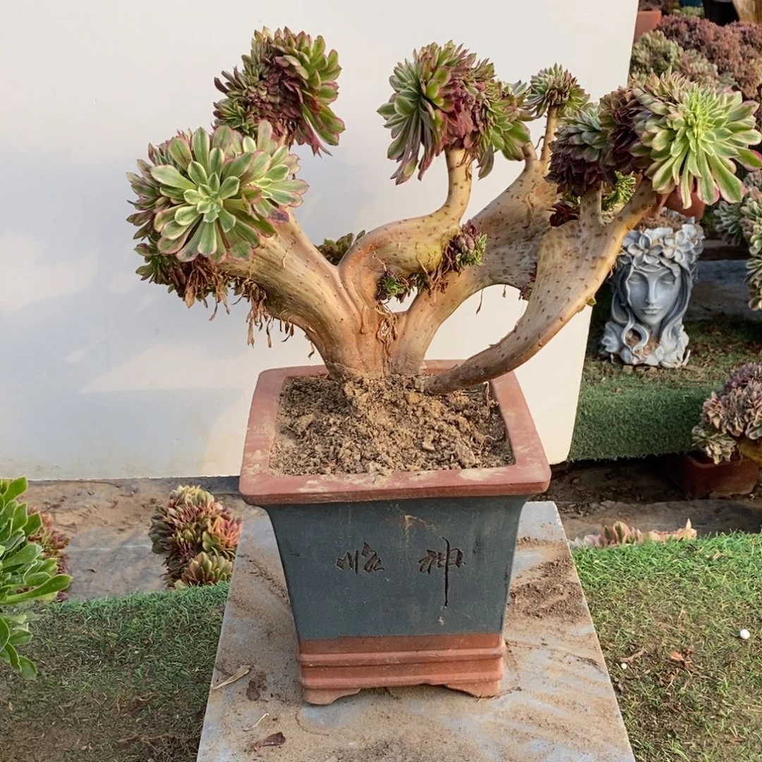 水彩画缀化大盆多肉