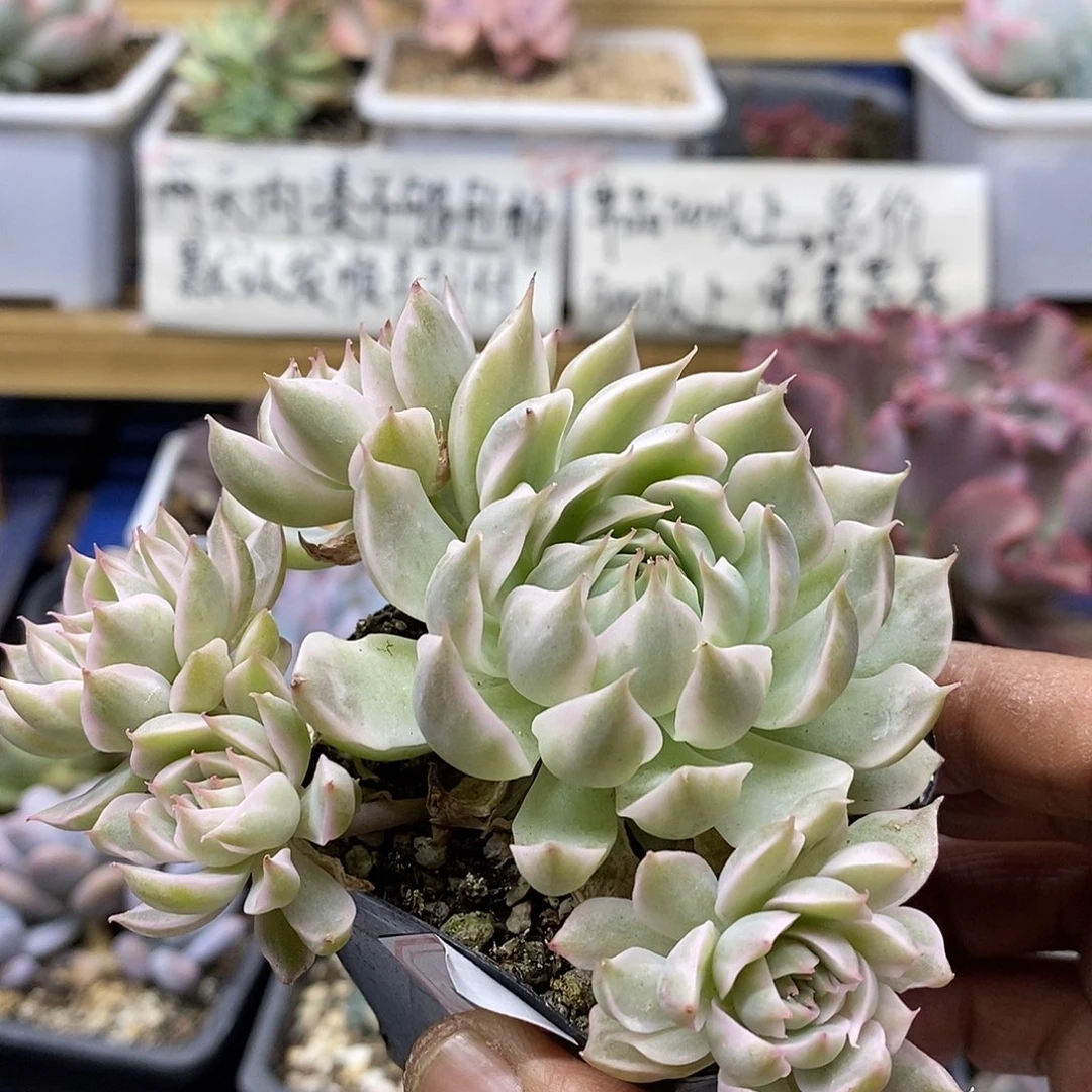 13124 玛格丽特锦自然群