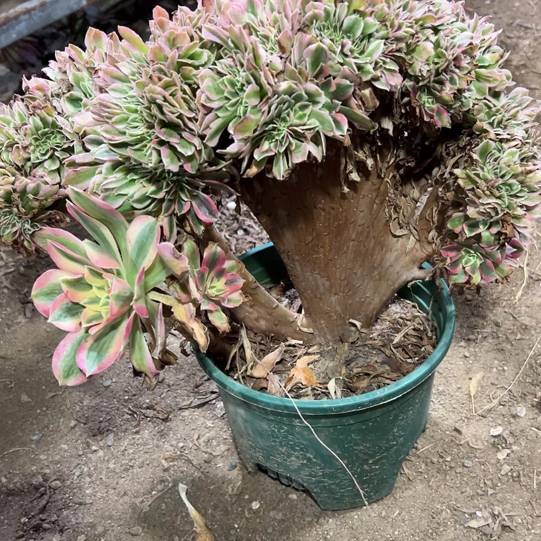 多323肉植物粉女巫缀花