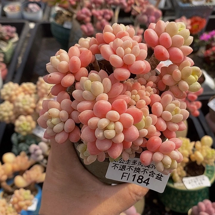 鱼子酱老桩9cm184多肉植物