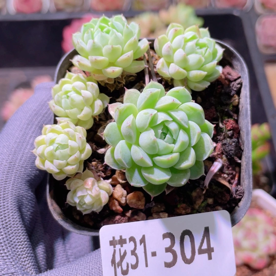 花利美31-304羊脂球