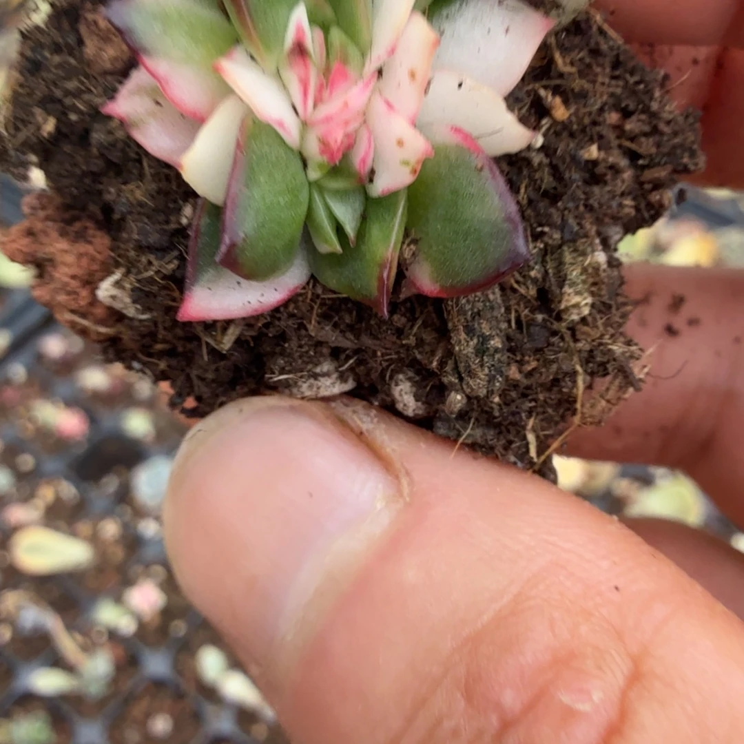 吉赛尔锦多肉锦植物