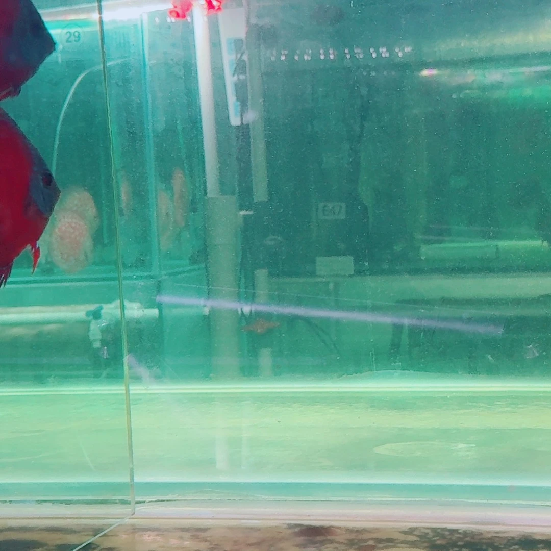 七彩神仙鱼七彩神仙鱼