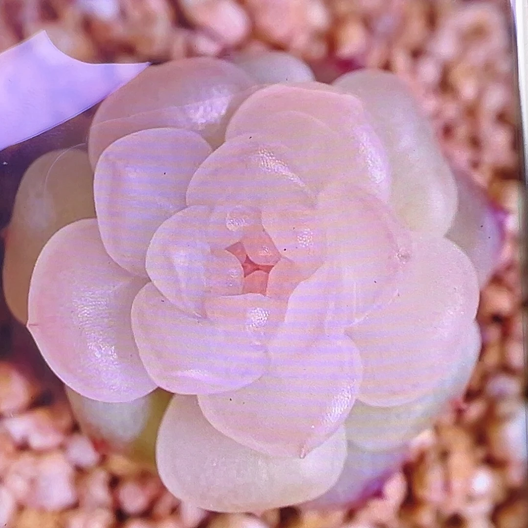 风花雪月清状态图。