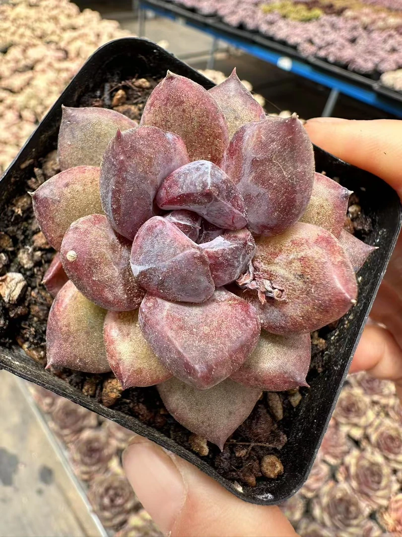 5#鲍鱼迷你号多肉植物    前男友精品多肉SM511