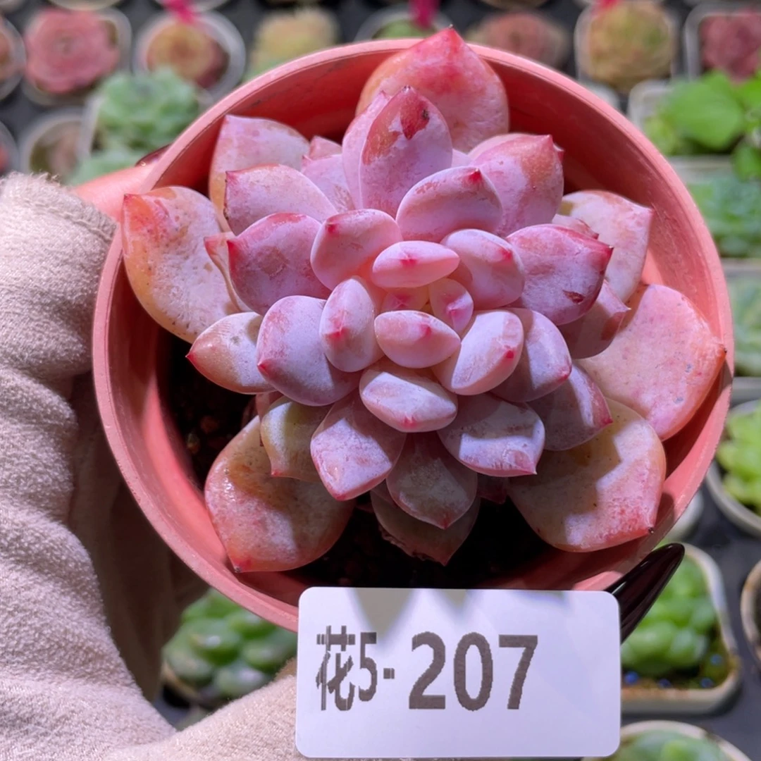 花利美5-207橙梦露