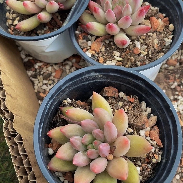 90盆虞美人带盆土发