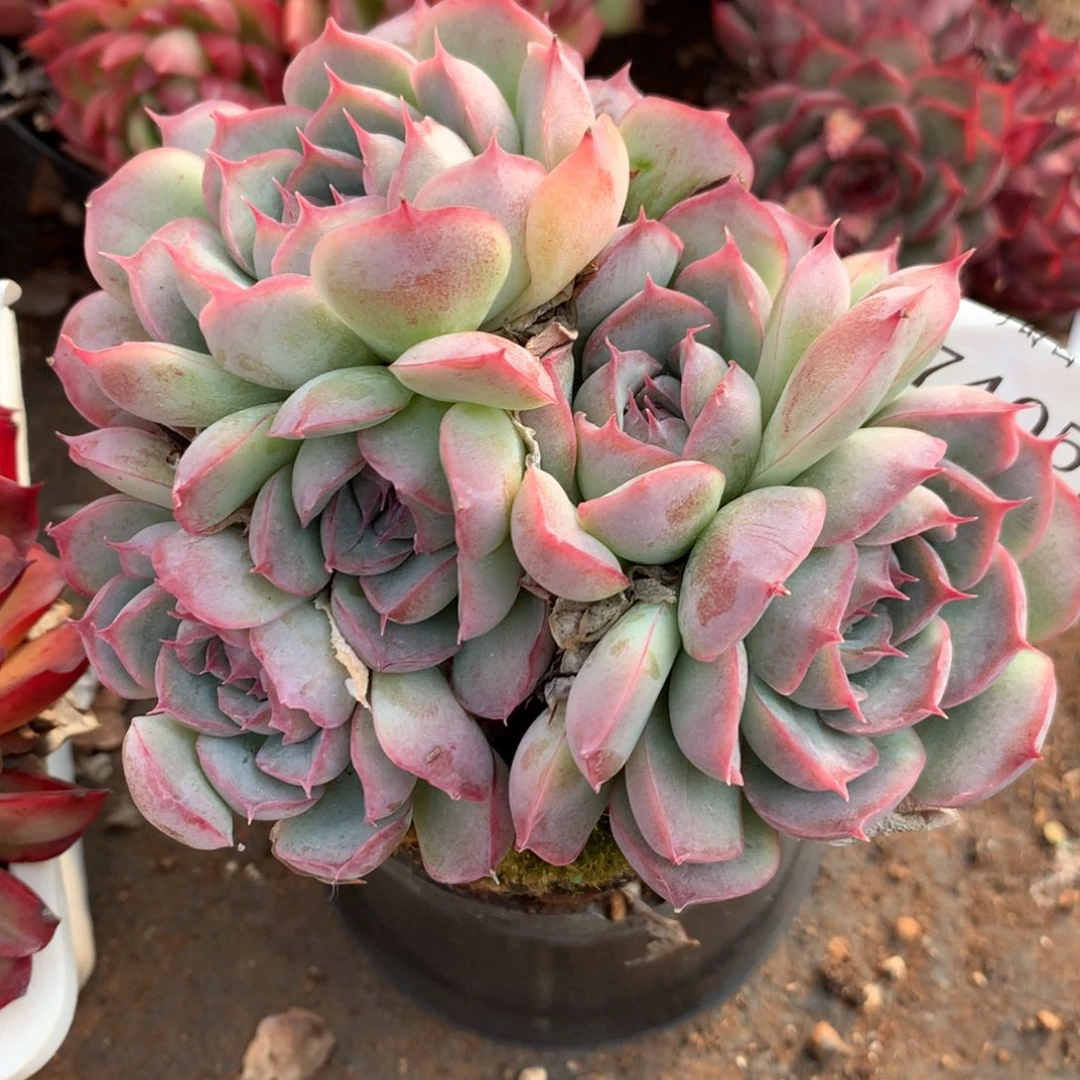 7405新年快乐发发发