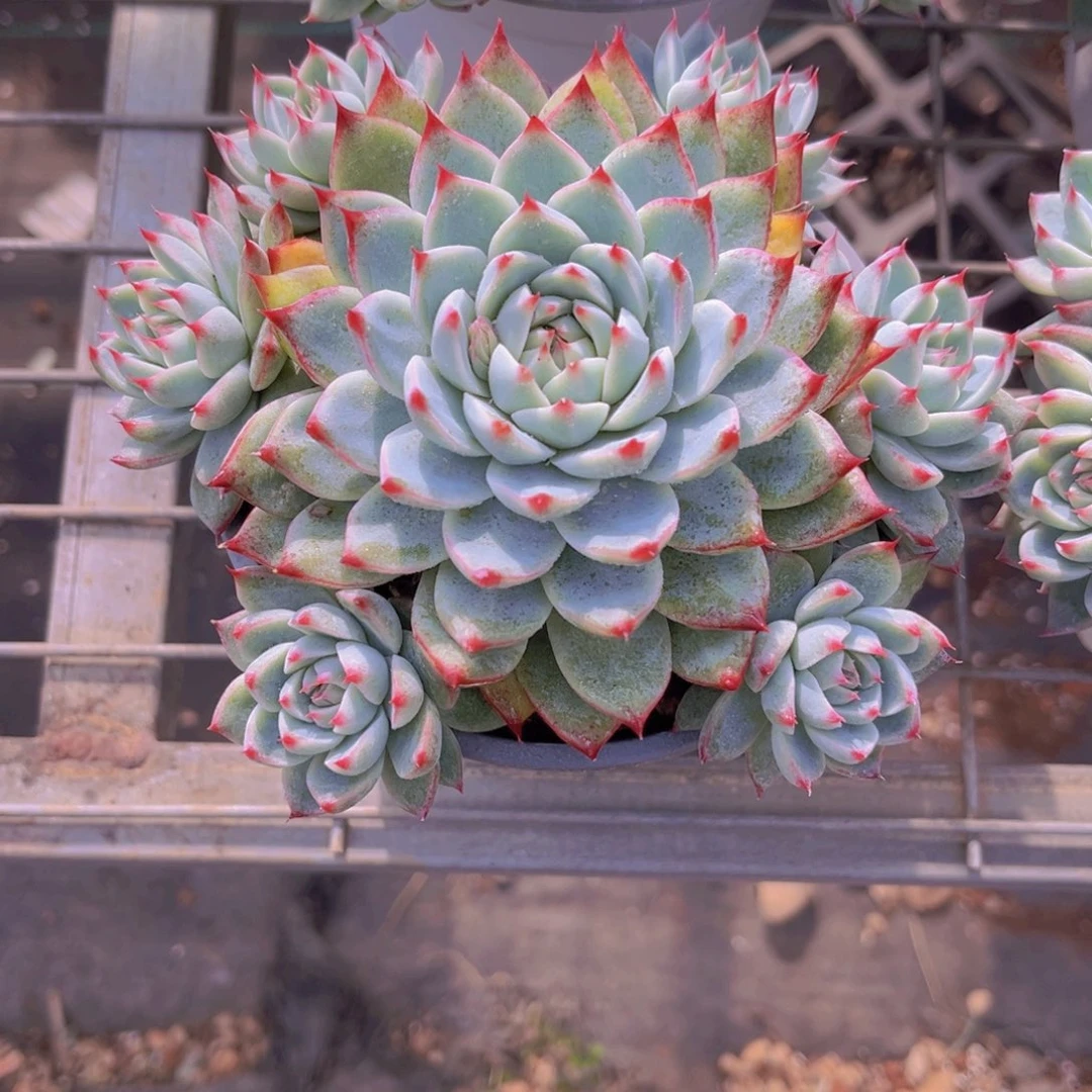 桃夭15公分9989989