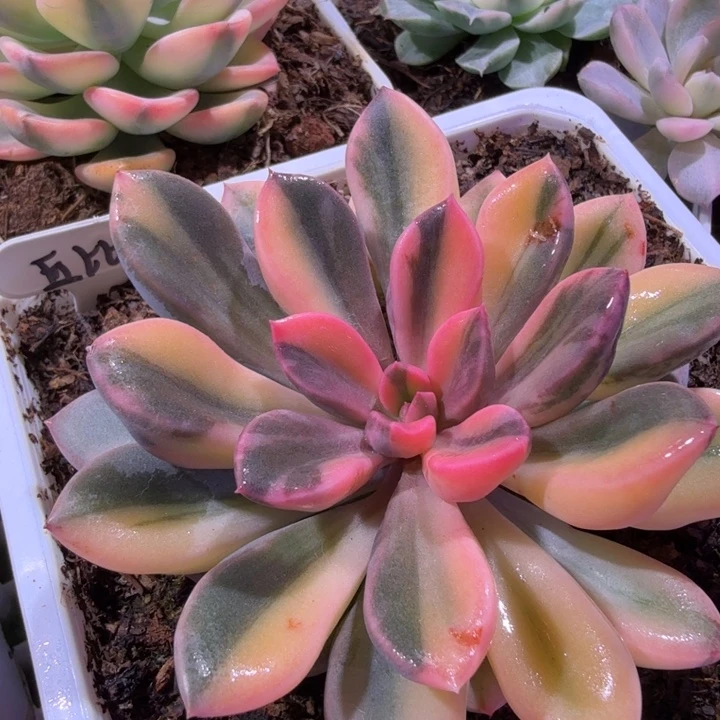 丘比特锦多肉植物