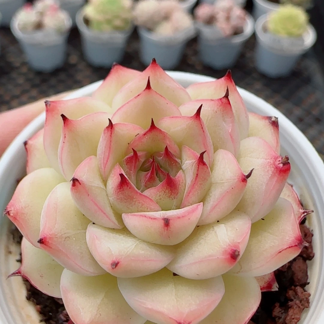 花语逸镜0326-185