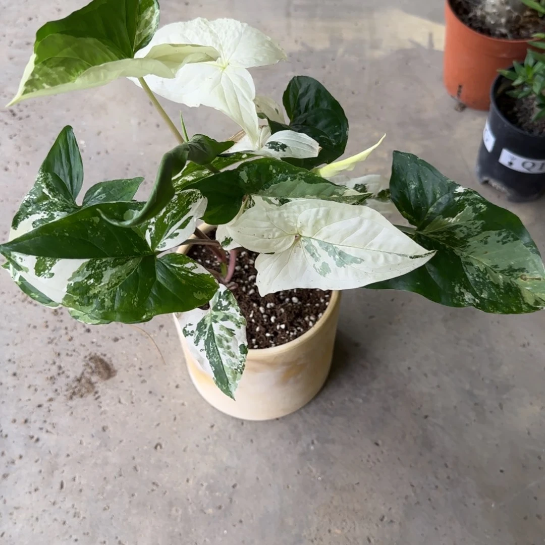 不开花植物白锦合果芋