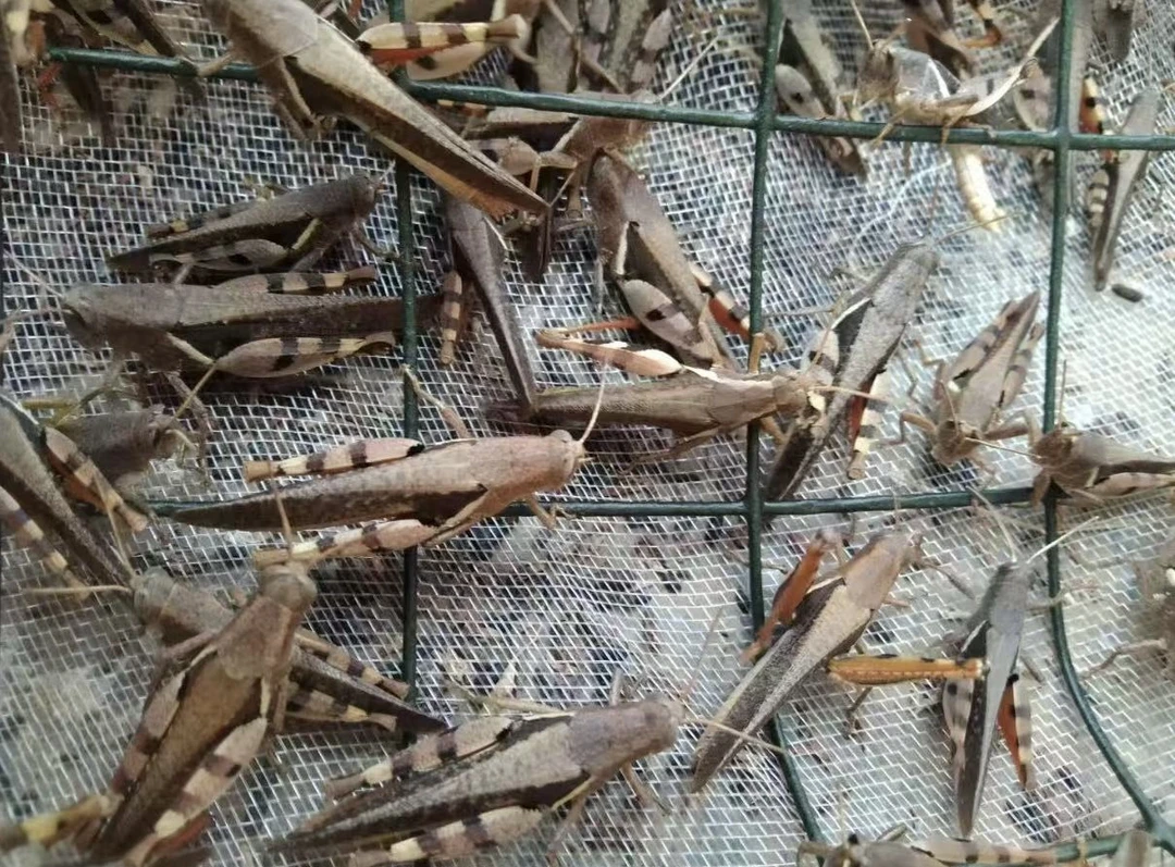 野生榄核新花腿（2025）