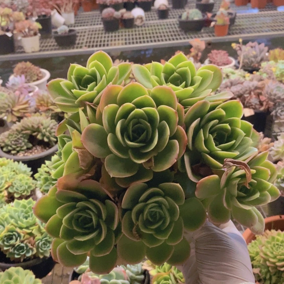 1026星纳塔一物一拍