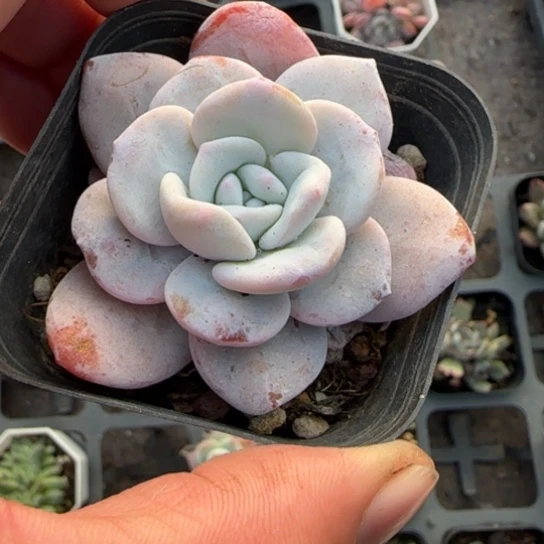 148雪莲多肉植物多