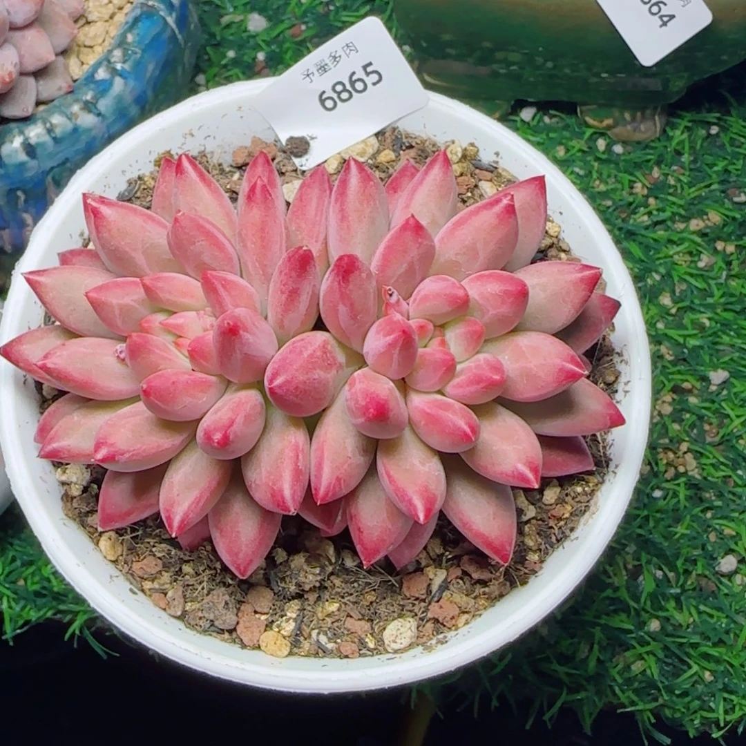 虞美人，6865多肉植物
