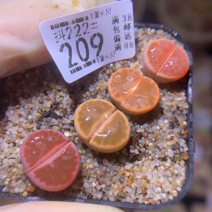 精品生石花222.209