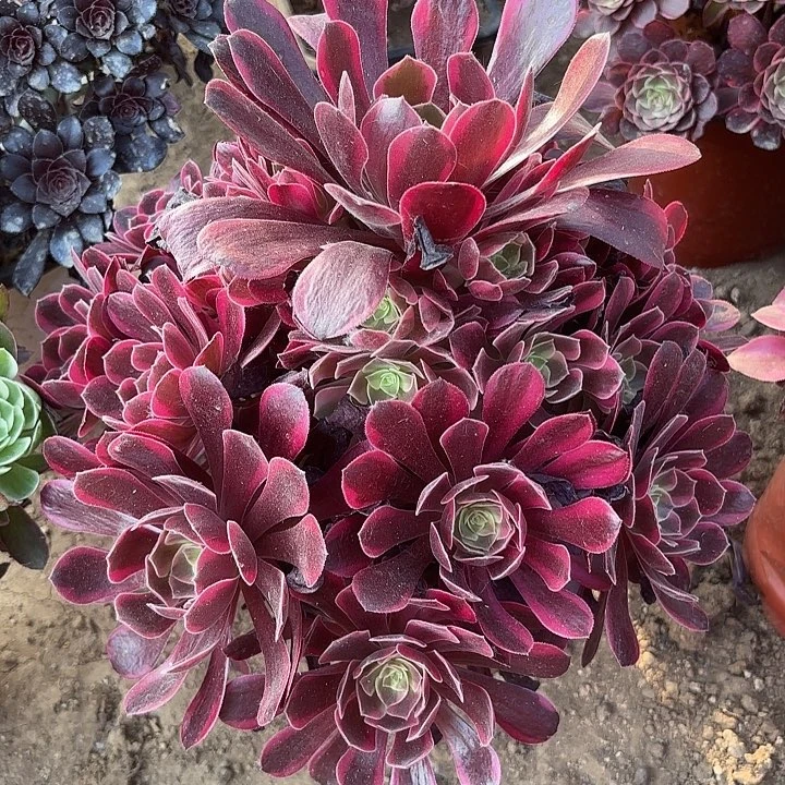 多肉植物法师凤观23